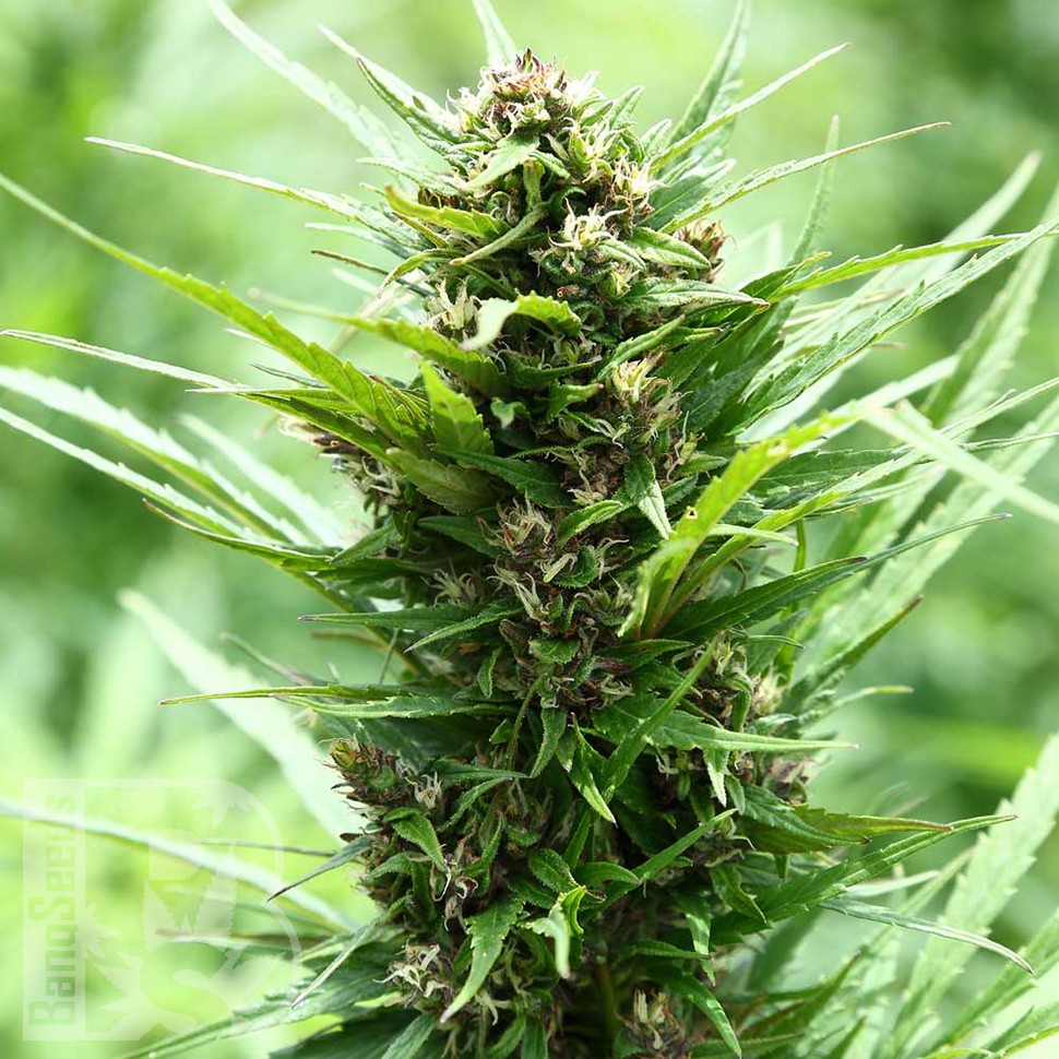 Fruity Jack feminised Ganja Seeds