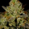 Fruity Jack feminised Ganja Seeds