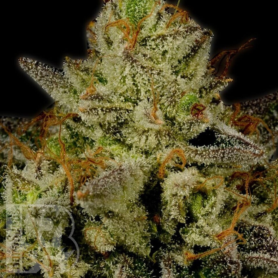 Fruity Jack feminised Ganja Seeds