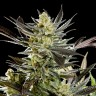 Fruity Jack feminised Ganja Seeds