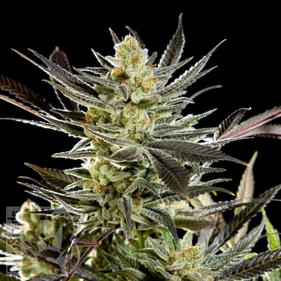 Fruity Jack feminised Ganja Seeds