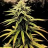 Семена каннабиса  Swiss Chocolate CBD feminised Ganja Seeds