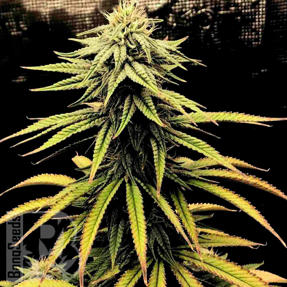 Семена каннабиса  Swiss Chocolate CBD feminised Ganja Seeds