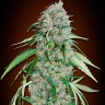 Семена каннабиса  Swiss Chocolate CBD feminised Ganja Seeds