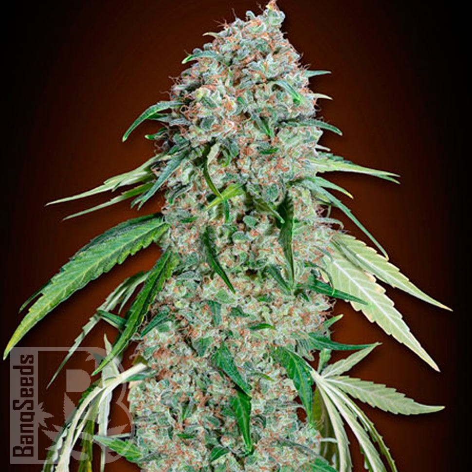 Семена каннабиса  Swiss Chocolate CBD feminised Ganja Seeds