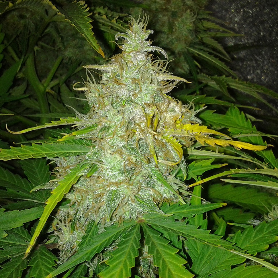 Семена ганжа  Auto White Dwarf feminised Ganja Seeds