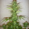 купить семена конопли интернет магазин Auto White Widow feminised