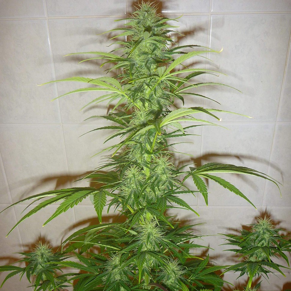 Семена  Auto White Widow feminised Neuro Seeds