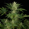 Качественные семена конопли в Казахстане Auto Critical Jack feminised Ganja Seeds