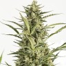 Семена конопли в Казахстане Auto Critical Jack feminised Ganja Seeds