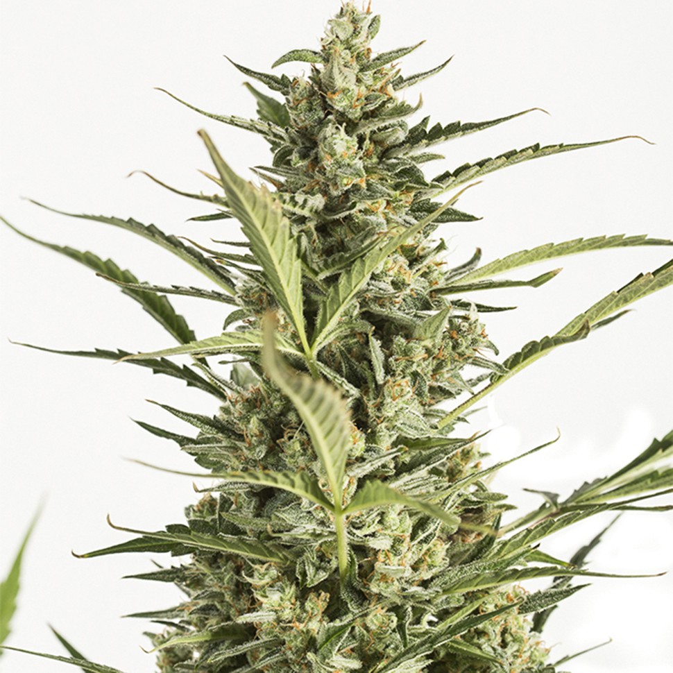 Семена конопли  Auto Critical Jack feminised Ganja Seeds