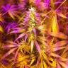 Купить Auto Exodus Cheese CBD feminised Ganja Seeds