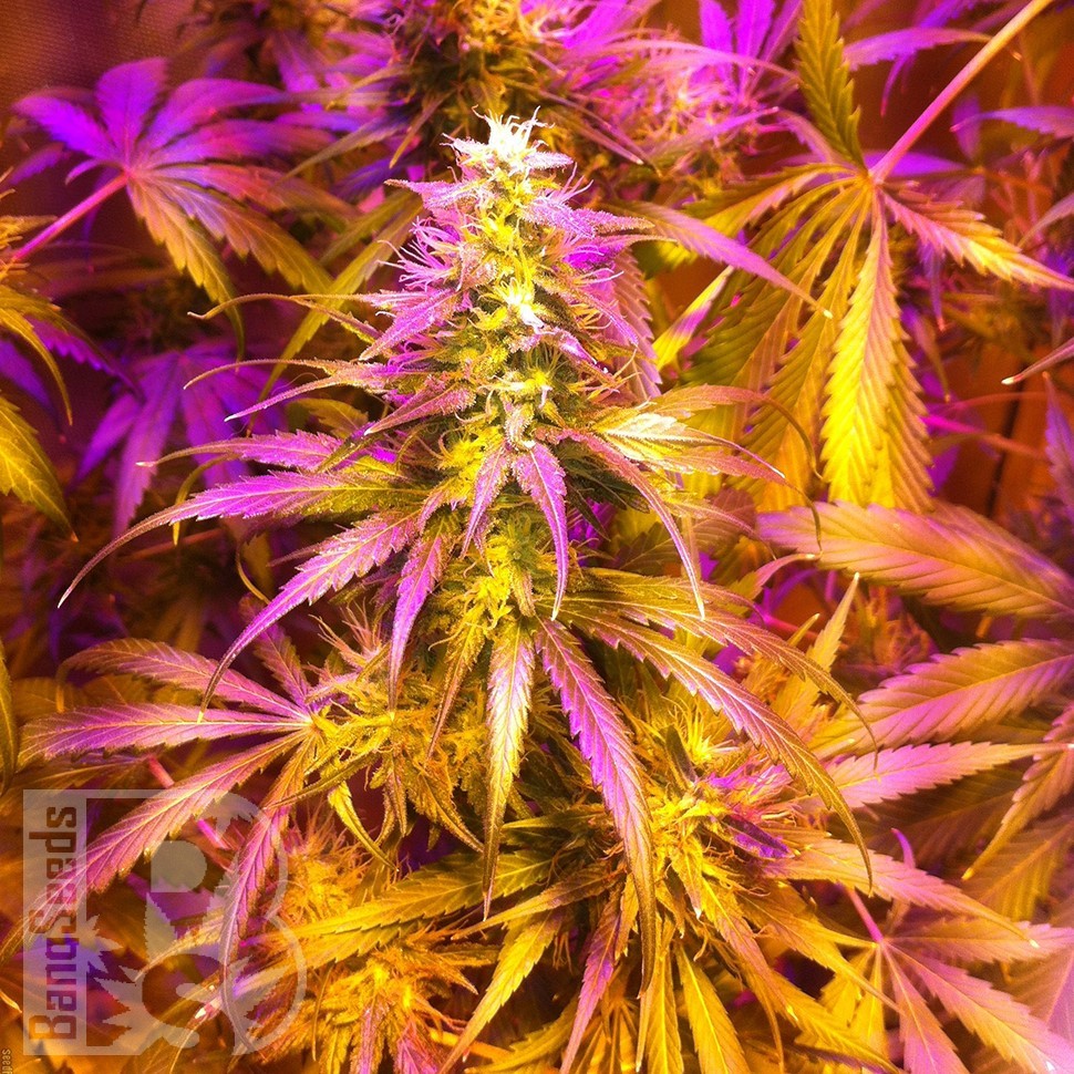 Купить Auto Exodus Cheese CBD feminised Ganja Seeds