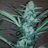 Купить семена Auto Exodus Cheese CBD feminised Ganja Seeds