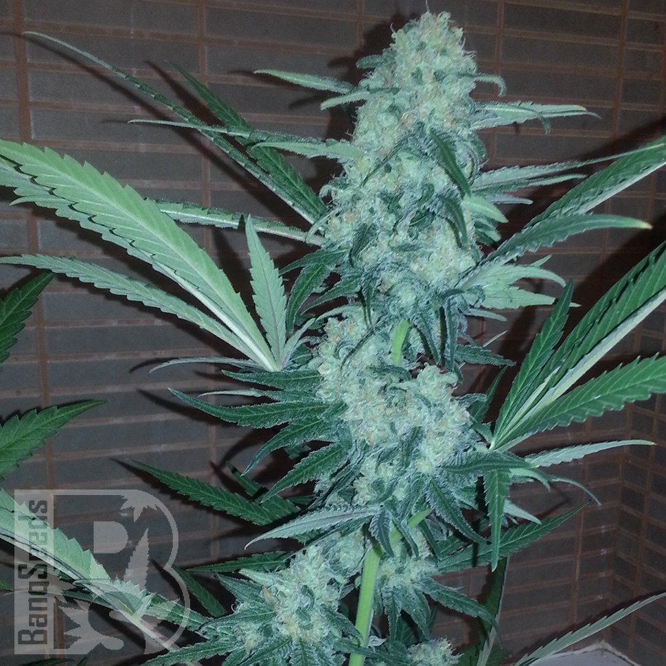 Семена конопли  Auto Exodus Cheese CBD feminised Ganja Seeds