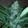 Семена Auto Exodus Cheese CBD feminised Ganja Seeds