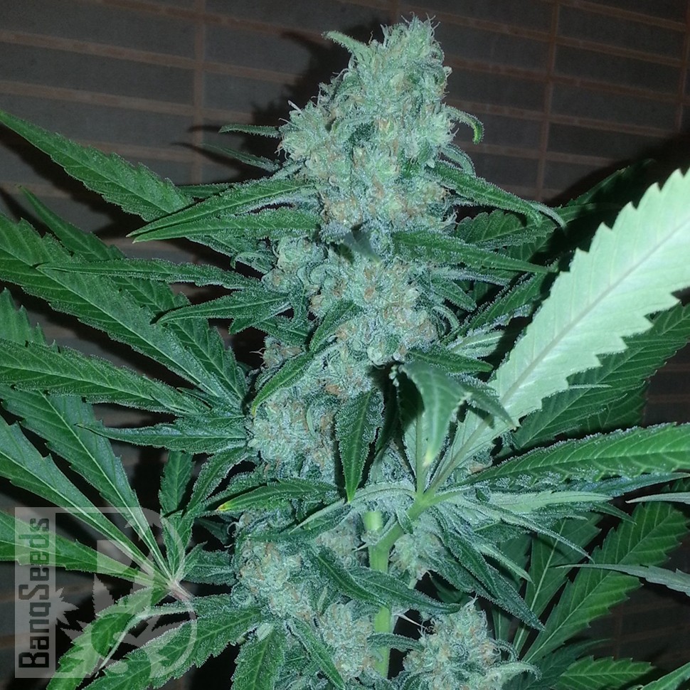 Семена Auto Exodus Cheese CBD feminised Ganja Seeds