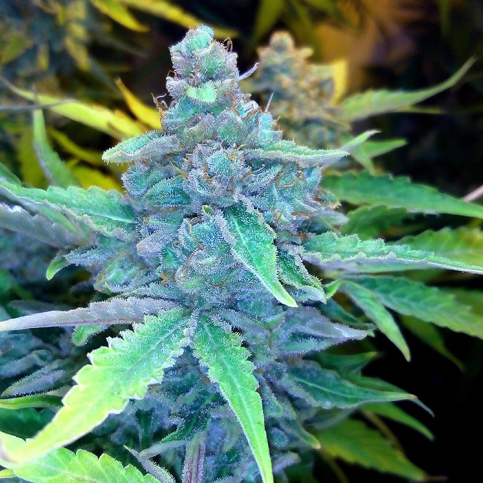 Семена марихуаны  Auto Blueberry x Sweet Tooth feminised Ganja Seeds