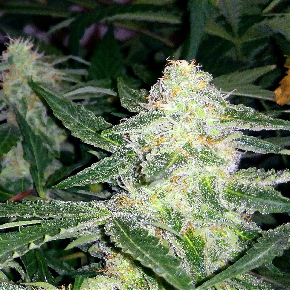 заказ семян конопли Украина Auto Blueberry x Sweet Tooth feminised