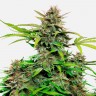 Семена марихуаны Auto Snow Queen feminised Ganja Seeds