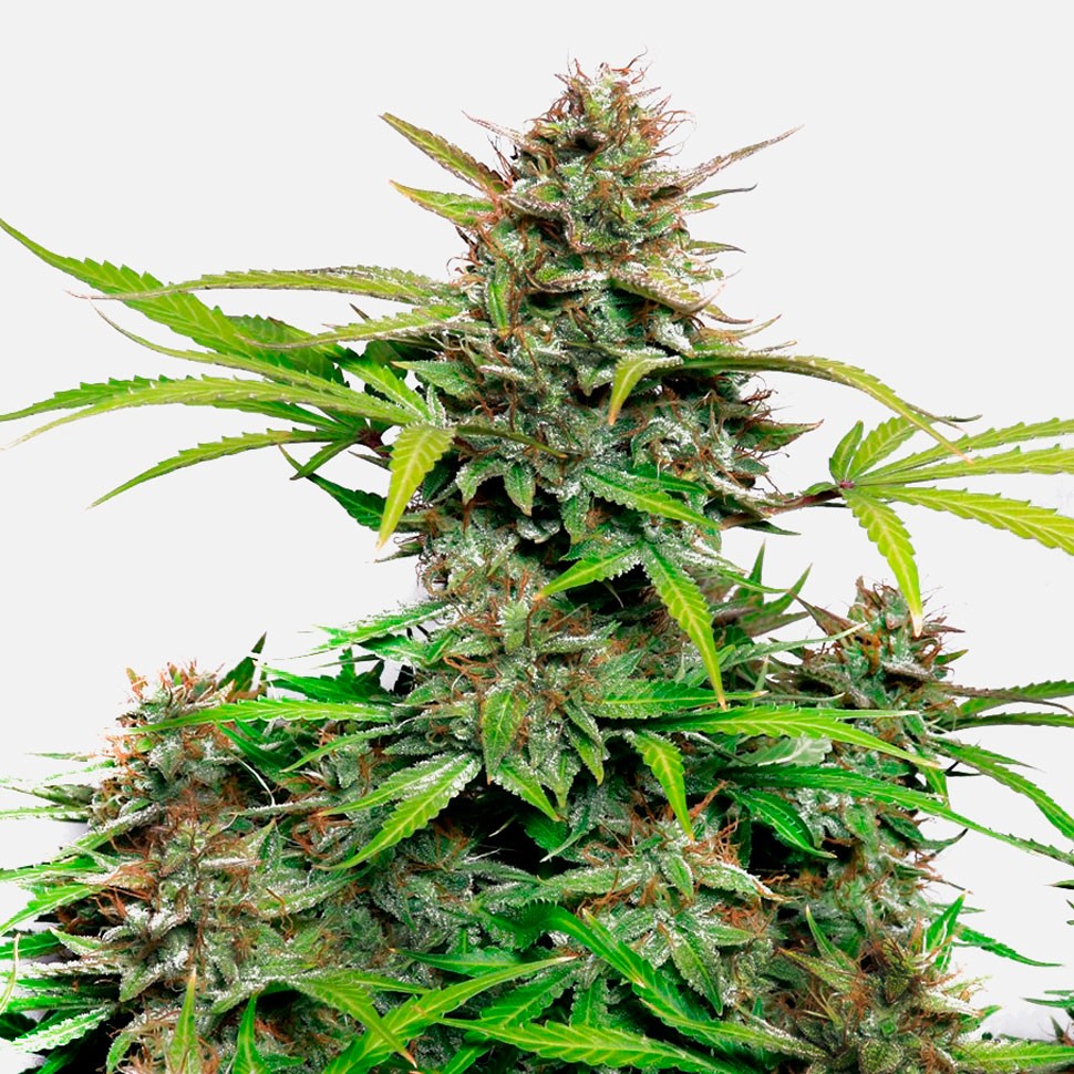 Семена каннабиса  Auto Snow Queen feminised Ganja Seeds