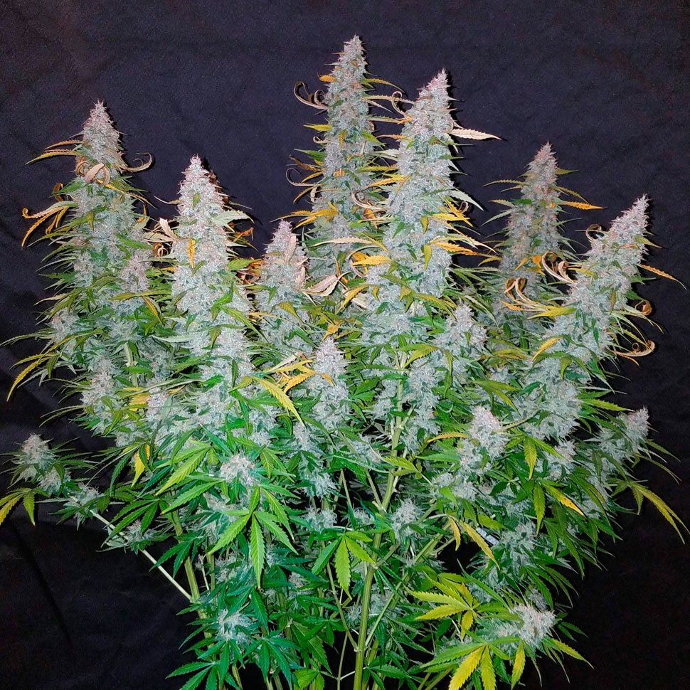 Семена каннабиса Auto Snow Queen feminised Ganja Seeds