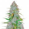 Семена конопли Auto Snow Queen feminised Ganja Seeds