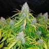 Качественные семена конопли Auto Snow Queen feminised Ganja Seeds