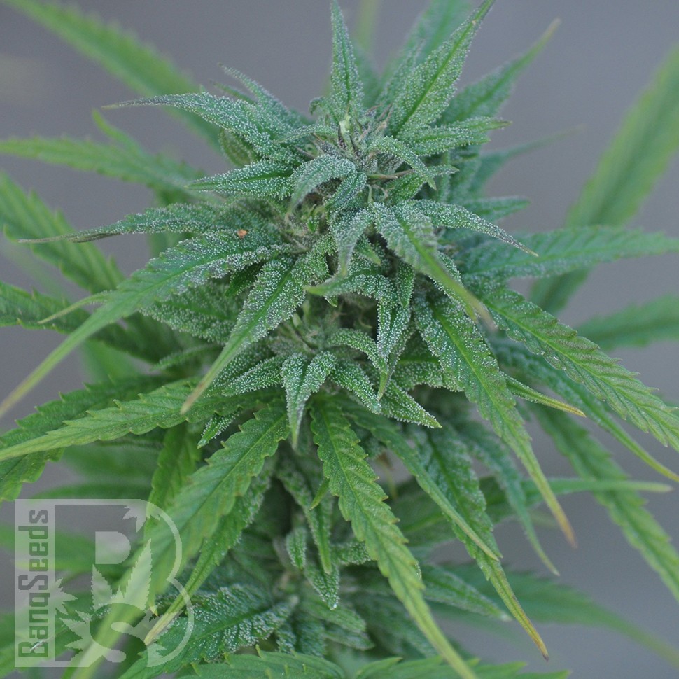 Hard Day feminised Ganja Seeds