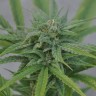 Hard Day feminised Ganja Seeds