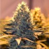 Hard Day feminised Ganja Seeds