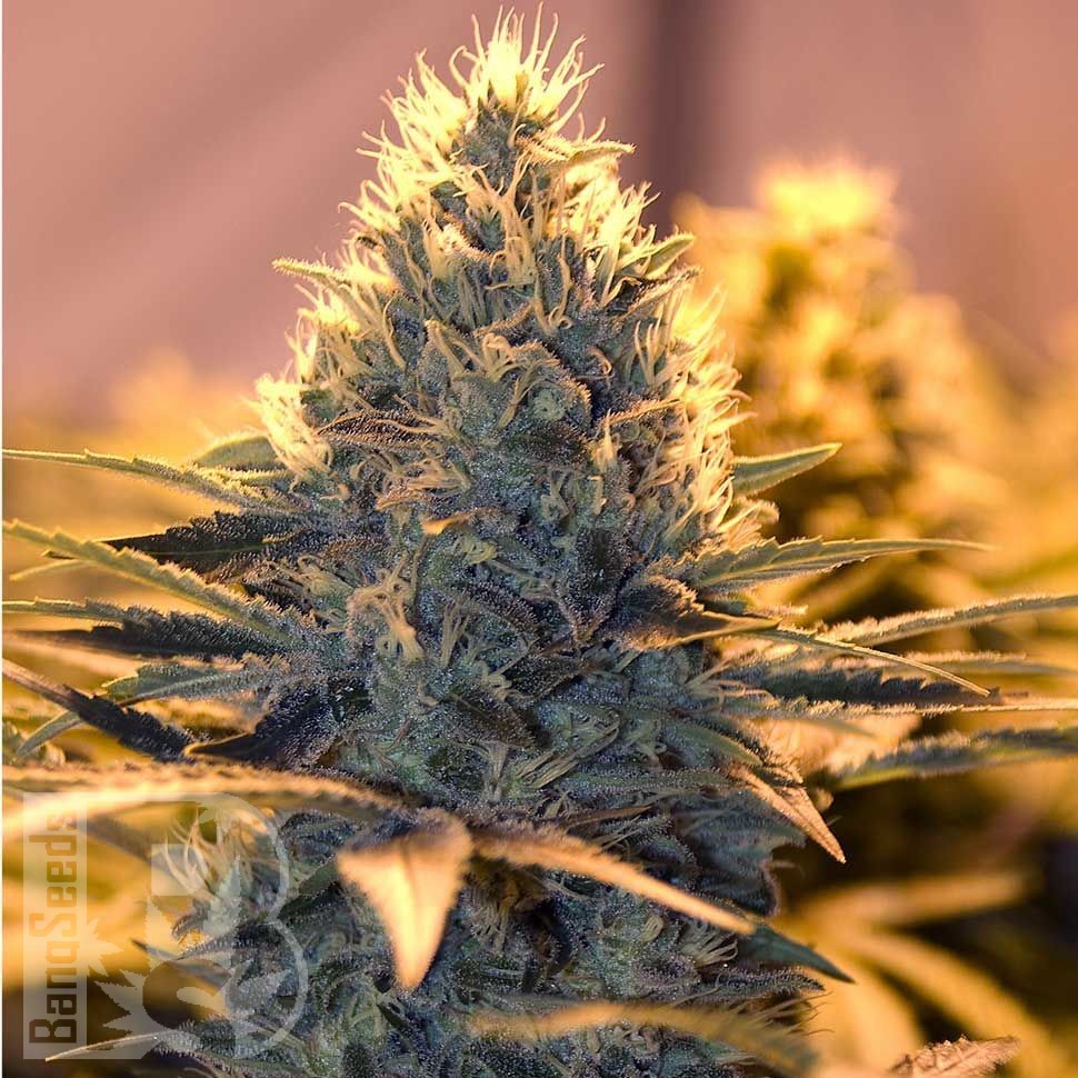 Hard Day feminised Ganja Seeds