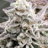 Hard Day feminised Ganja Seeds