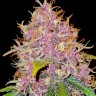 Hard Day feminised Ganja Seeds