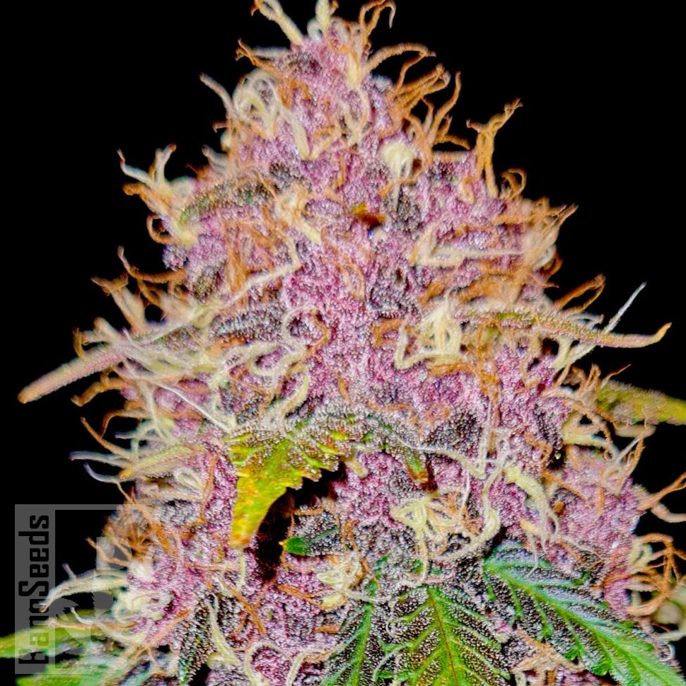 Hard Day feminised Ganja Seeds