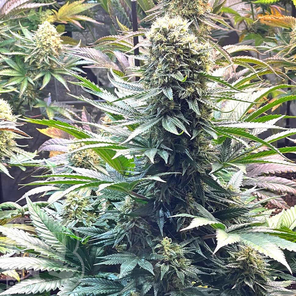 Семена марихуаны  Banana Punch feminised Ganja Seeds