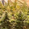 Семена марихуаны  Banana Punch feminised Ganja Seeds