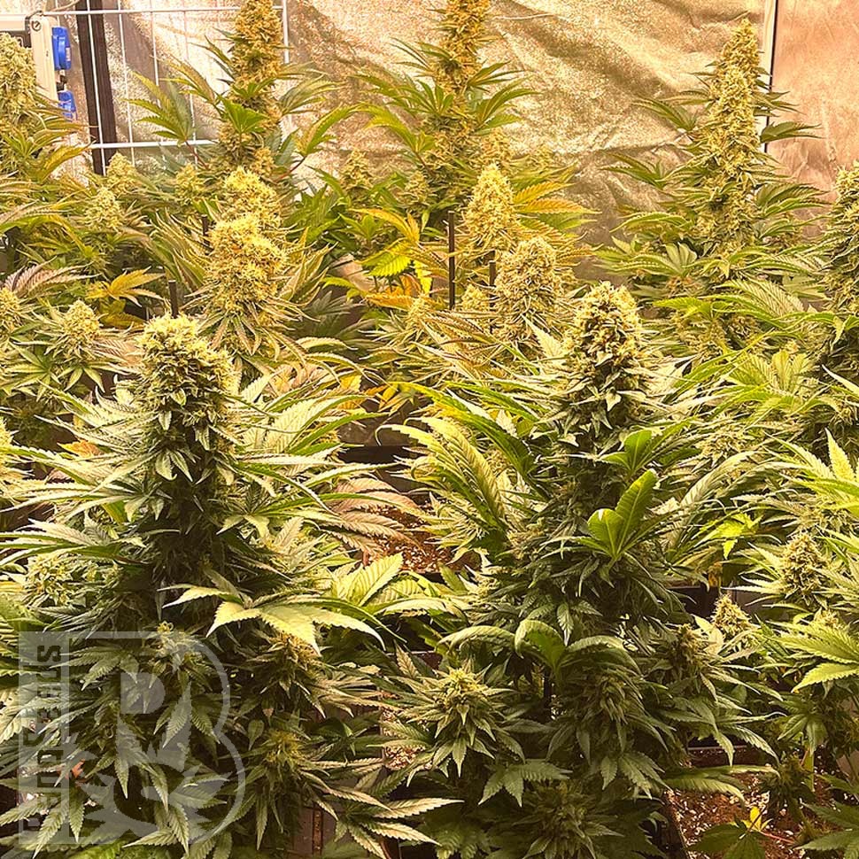 Семена марихуаны  Banana Punch feminised Ganja Seeds