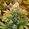 Семена марихуаны  Banana Punch feminised Ganja Seeds