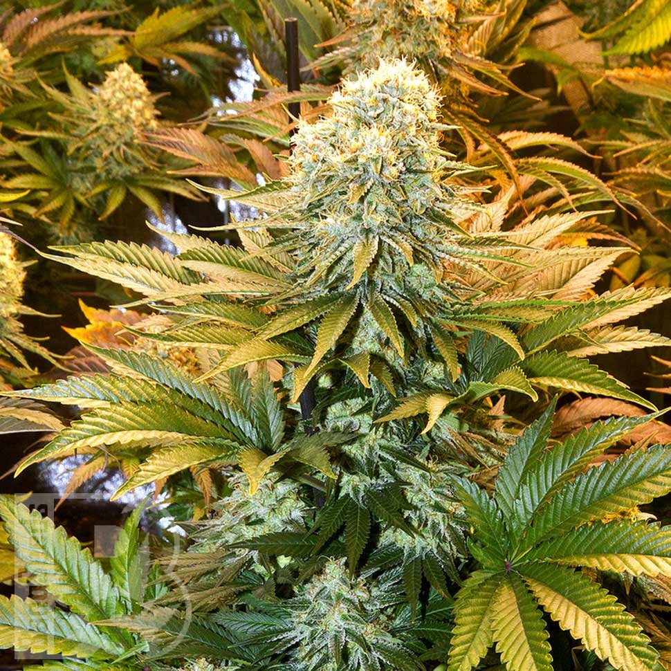 Семена марихуаны  Banana Punch feminised Ganja Seeds