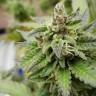 семена конопли Алматы Ladyburn 1974 regular Ganja Seeds