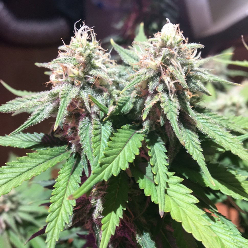 Семена конопли  M8 feminised Ganja Seeds