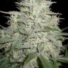 Семена конопли  M8 feminised Ganja Seeds