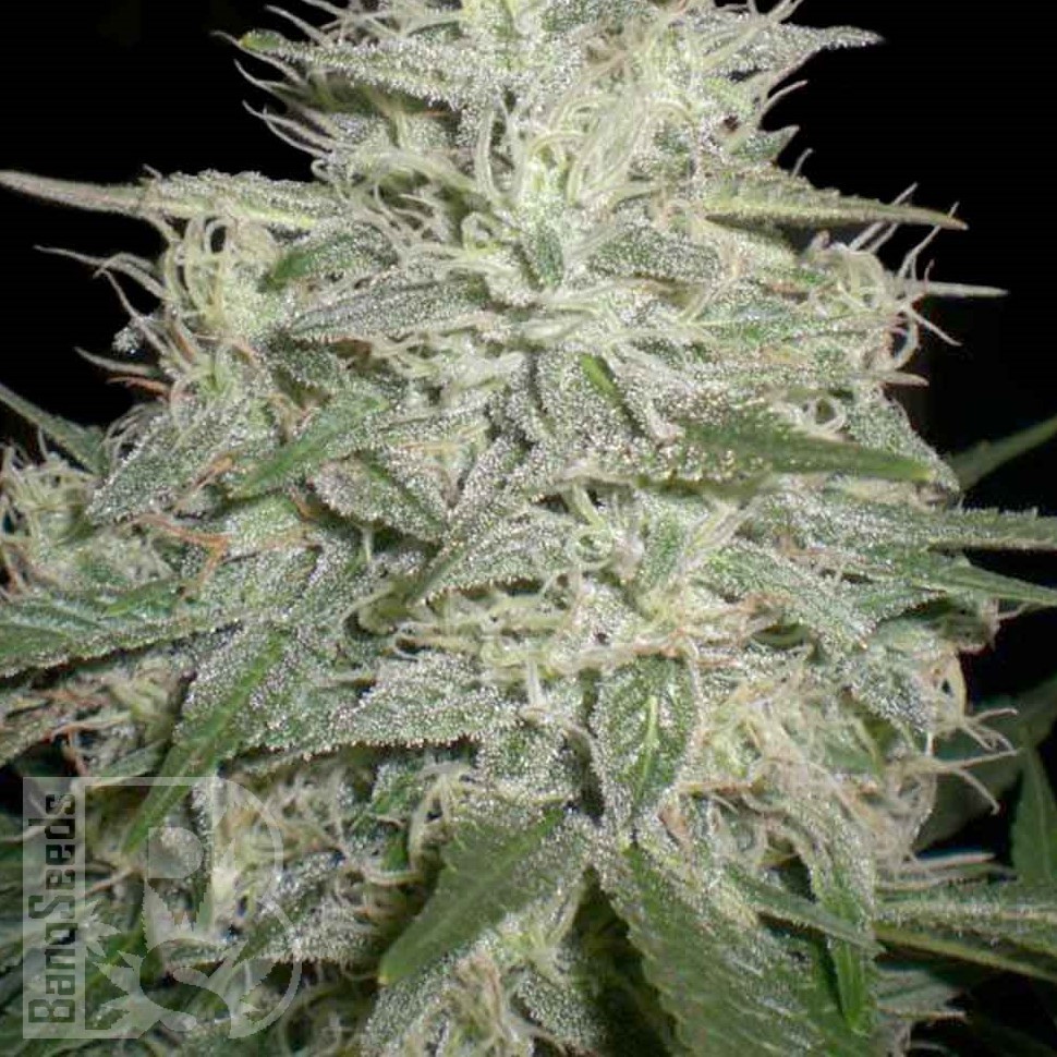 Семена конопли  M8 feminised Ganja Seeds