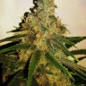 Семена конопли  M8 feminised Ganja Seeds