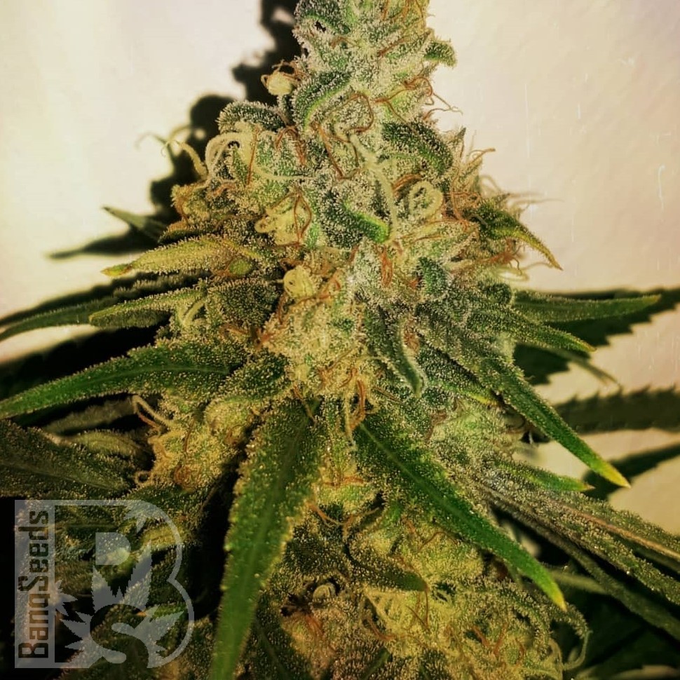 Семена конопли  M8 feminised Ganja Seeds