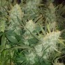 семена конопли курьером Auto Gelato feminised Ganja Seeds