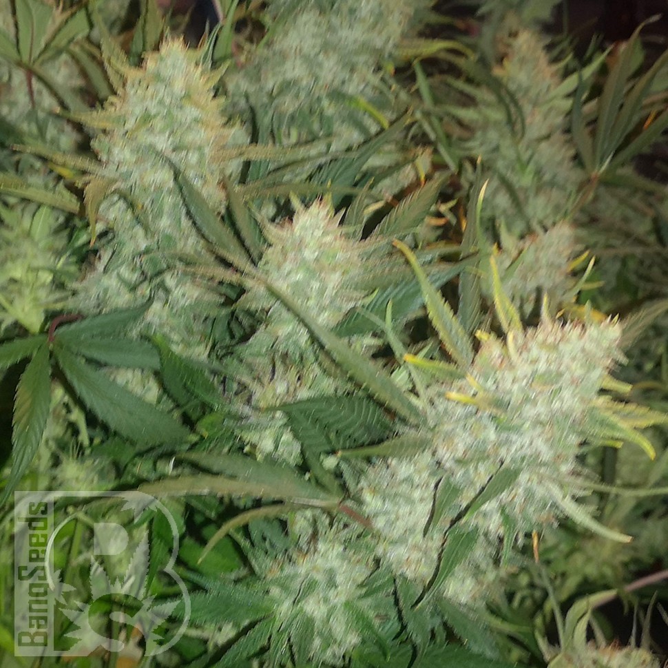 семена конопли курьером Auto Gelato feminised Ganja Seeds