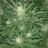 семена конопли для курения Auto Gelato feminised Ganja Seeds