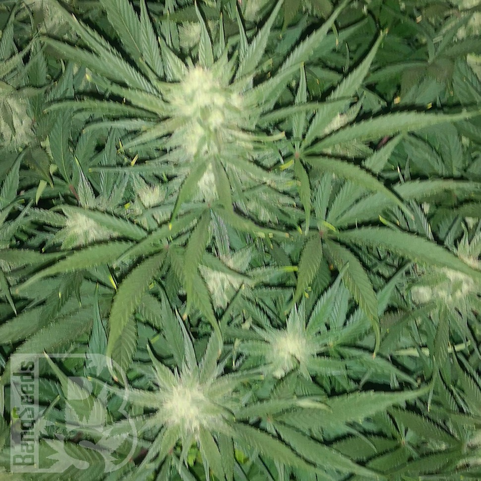 семена конопли для курения Auto Gelato feminised Ganja Seeds